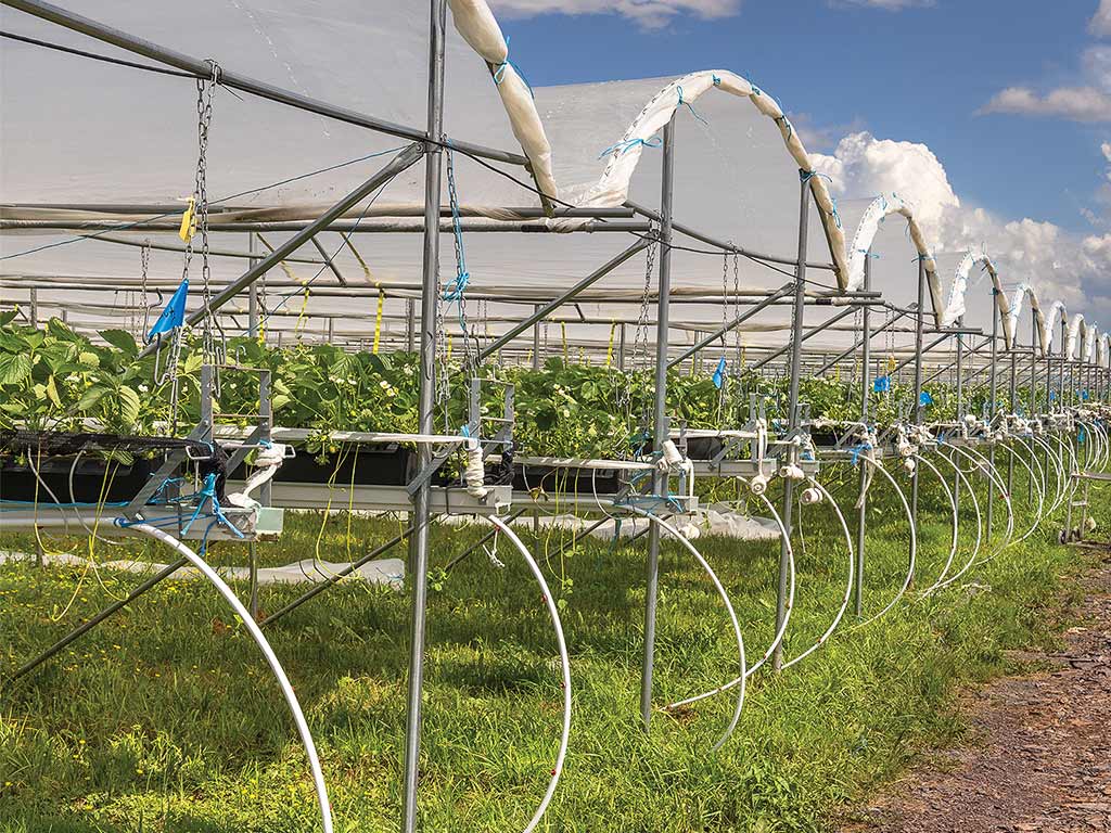 Open high tunnel green houses rows