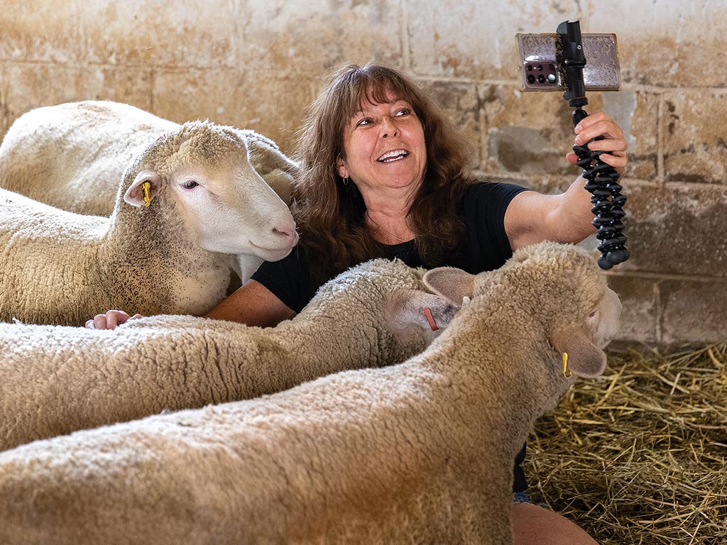 An adult woman holding a selfie stick with phone taking a photo of her and a small flock of sheep.