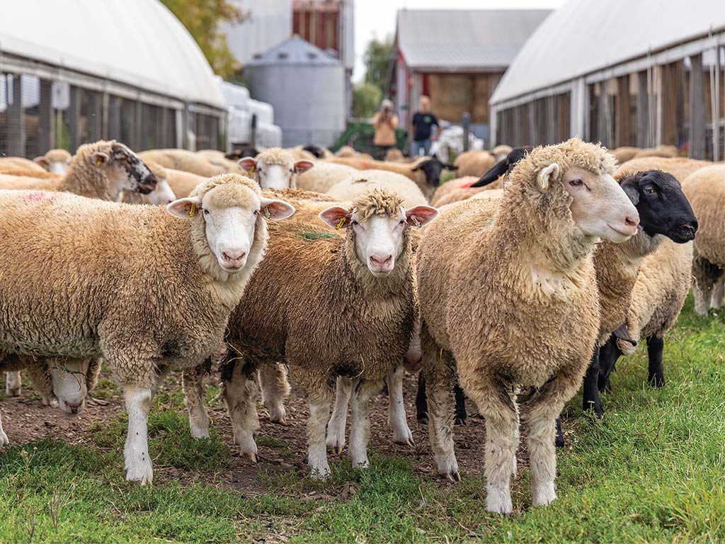 A flock of sheep standing between buildings at Ewetopia Farms