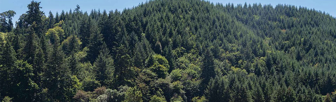 Grassy field with a white wire fence in the foreground and two wooden livestock shelters ahead.