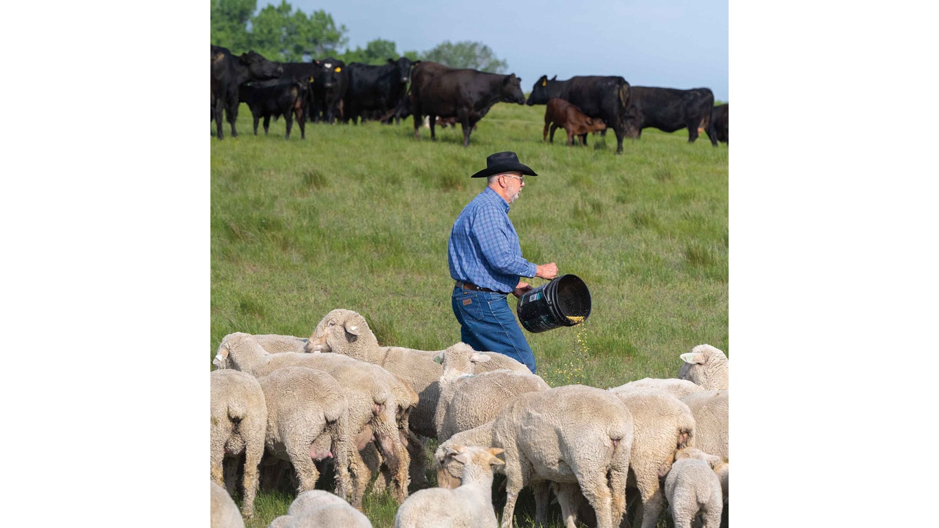 Person carrying a bucket and feeding sheep, with a larger group of cattle in a grassy field